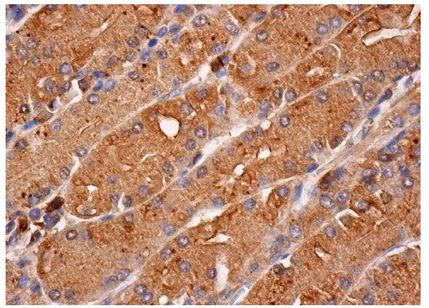  Pericentrin 2 (C-16): sc-28145. Immunoperoxidase staining of formalin fixed, paraffin-embedded human upper stomach tissue showing cytoplasmic staining of glandular cells.