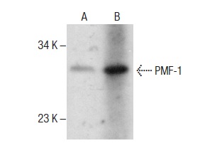  PMF-1 (A-13): sc-103836. Western blot analysis of PMF-1 expression in c4 whole cell lysate (A) and mouse heart tissue extract (B).