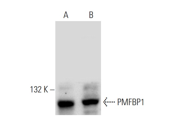  PMFBP1 (Y-12): sc-136811. Western blot analysis of PMFBP1 expression in F9 (A) and K-562 (B) whole cell lysates.