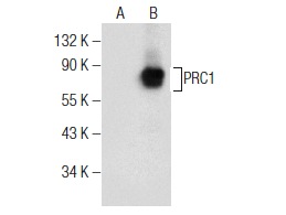  PRC1 (C-1): sc-376983. Western blot analysis of PRC1 expression in non-transfected: sc-117752 (A) and mouse PRC1 transfected: sc-127378 (B) 293T whole cell lysates.