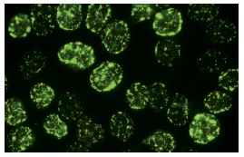  Proliferation Marker (JC1): sc-53424. Immunofluorescence staining of methanol-fixed HeLa cells showing nuclear localization.