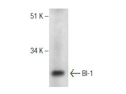  BI-1 (FL-237): sc-28225. Western blot analysis of BI-1 expression in human testis tissue extract.