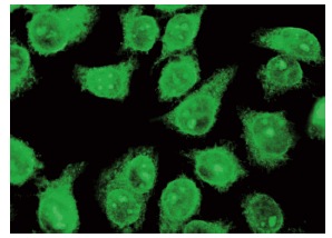  SA-1 (A-9): sc-365061. Immunofluorescence staining of methanol-fixed HeLa cells showing nuclear localization.