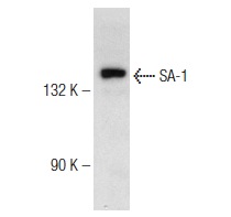  SA-1 (F-3): sc-271976. Western blot analysis of SA-1 expression in HuT 78 whole cell lysate.