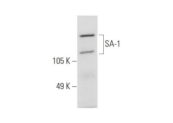  SA-1 (C-20): sc-54516. Western blot analysis of SA-1 expression in HuT 78 whole cell lysate.