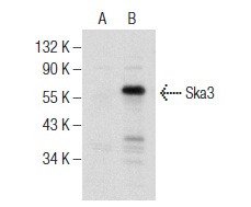  Ska3 (M-300): sc-134940. Western blot analysis of Ska3 expression in non-transfected: sc-117752 (A) and human Ska3 transfected: sc-371164 (B) 293T whole cell lysates.