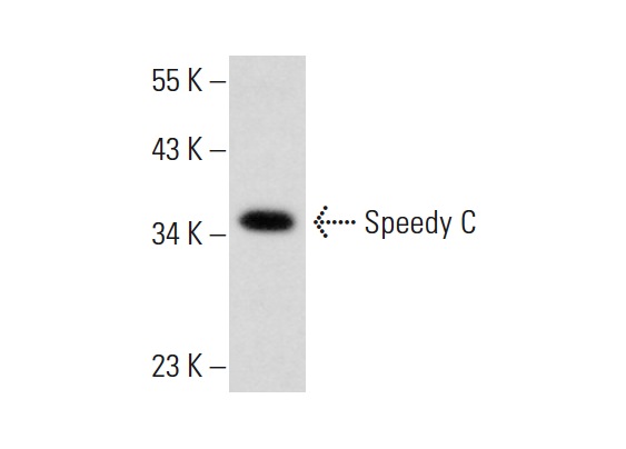  Speedy C (C-13): sc-169404. Western blot analysis of Speedy C expression in Caki-1 whole cell lysate.