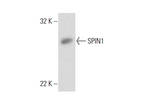  SPIN1 (N-14): sc-160835. Western blot analysis of SPIN1 expression in mouse embryo tissue extract.