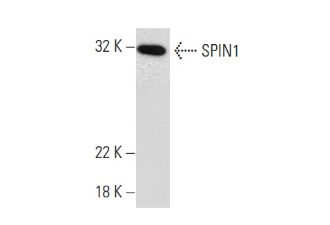  SPIN1 (S-14): sc-160836. Western blot analysis of SPIN1 expression in NIH/3T3 nuclear extract.