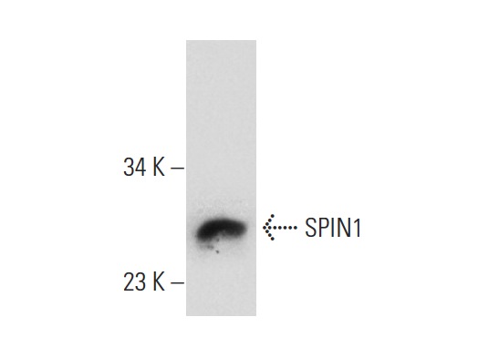  SPIN1 (S-14): sc-160836. Western blot analysis of SPIN1 expression in mouse placenta tissue extract.