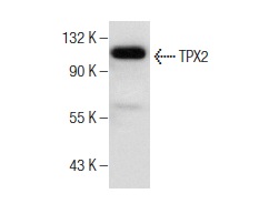  TPX2 (B-5): sc-376812. Western blot analysis of TPX2 expression in K-562 whole cell lysate.