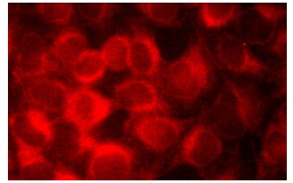  TPX2 (E-2): sc-271570. Immunofluorescence staining of methanol-fixed HeLa cells showing cytoplasmic localization.