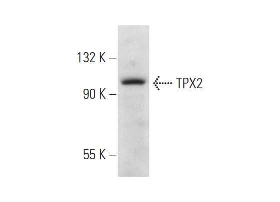  TPX2 (C-21): sc-26275. Western blot analysis of TPX2 expression in K-562 whole cell lysate.