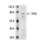  TPX2 (K-14): sc-26277. Western blot analysis of TPX2 expression in NIH/3T3 nuclear extract.