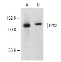  TPX2 (P-17): sc-26276. Western blot analysis of TPX2 expression in K-562 (A) and Jurkat (B) whole cell lysates.