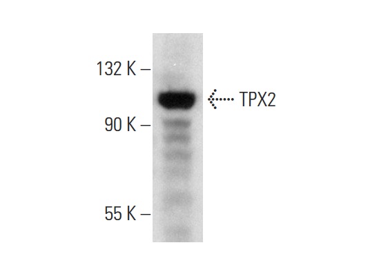  TPX2 (N-16): sc-26273. Western blot analysis of TPX2 expression in K-562 whole cell lysate.