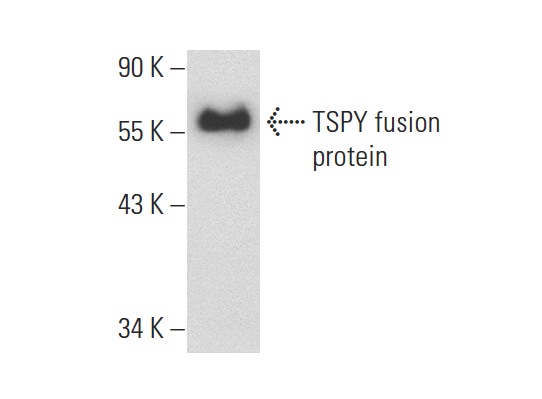  TSPY (N-19): sc-79176. Western blot analysis of human recombinant TSPY2.