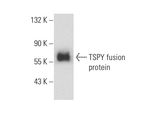  TSPY (M-40): sc-68432. Western blot analysis of human recombinant TSPY2.