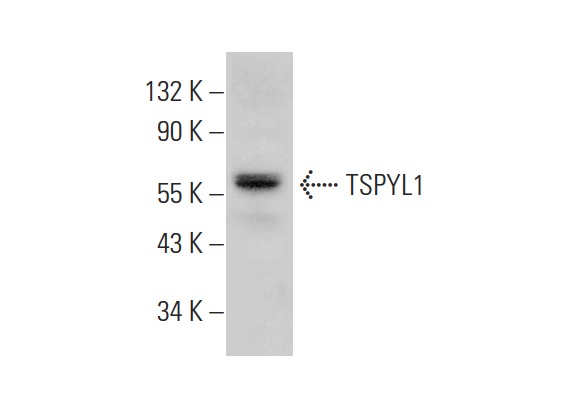  TSPYL1 (N-13): sc-169710. Western blot analysis of TSPYL1 expression in Raji whole cell lysate.