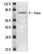  Vasa (dC-13): sc-26877. Western blot analysis of Vasa expression in Drosophila whole cell lysate.