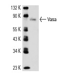  Vasa (dN-13): sc-26875. Western blot analysis of Vasa expression in Schneiders Drosophila whole cell lysate.