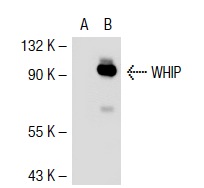  WHIP (N-17): sc-55437. Western blot analysis of WHIP expression in non-transfected: sc-117752 (A) and mouse WHIP transfected: sc-124643 (B) 293T whole cell lysates.