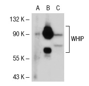  WHIP (N-17): sc-55437. Western blot analysis of WHIP expression in non-transfected: sc-117752 (A) and mouse WHIP transfected: sc-124643 (B) 293T whole cell lysates and Jurkat nuclear extract (C).