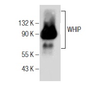  WHIP (A-8): sc-376438. Western blot analysis of WHIP expression in Jurkat nuclear extract.