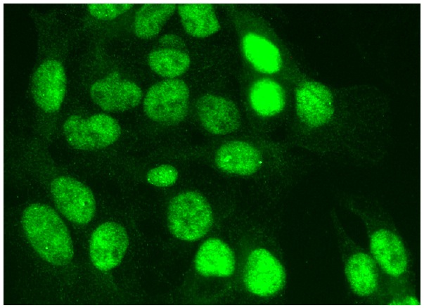  WHIP (A-8): sc-376438. Immunofluorescence staining of formalin-fixed HepG2 cells showing nuclear localization.