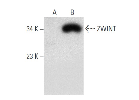  ZWINT (A-7): sc-271646. Western blot analysis of ZWINT expression in non-transfected: sc-117752 (A) and mouse ZWINT transfected: sc-124836 (B) 293T whole cell lysates.