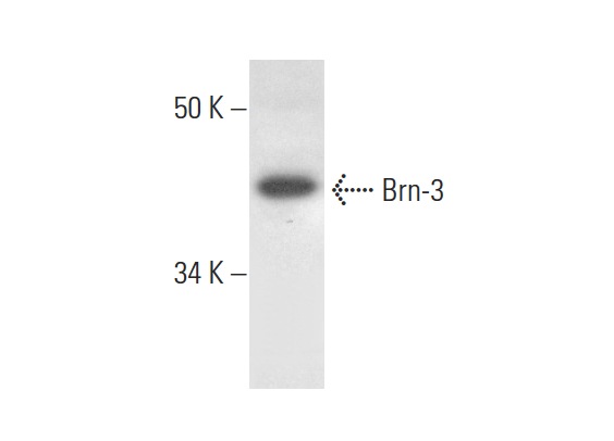  Brn-3 (A-4): sc-390780. Western blot analysis of Brn-3 expression in K-562 whole cell lysate.