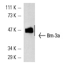  Brn-3a (14A6): sc-8429. Western blot analysis of Brn-3a expression in ND7 cells transfected with full length Brn-3a.