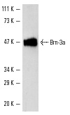  Brn-3a (14A6): sc-8429. Western blot analysis of Brn-3a expression in ND7 cells transfected with full length Brn-3a.