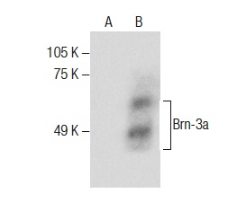  Brn-3a (H-6): sc-390078. Western blot analysis of Brn-3a expression in non-transfected: sc-117752 (A) and human Brn-3a transfected: sc-128117 (B) 293T whole cell lysates.