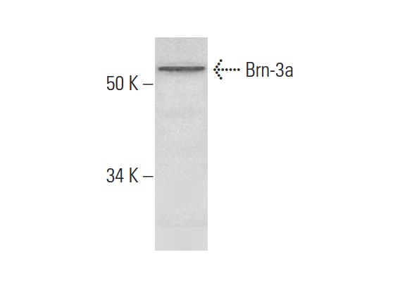  Brn-3a (H-6): sc-390078. Western blot analysis of Brn-3a expression in K-562 whole cell lysate.