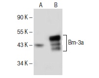  Brn-3a (C-20): sc-31984. Western blot analysis of Brn-3a expression in non-transfected: sc-117752 (A) and human Brn-3a transfected: sc-128117 (B) 293T whole cell lysates.