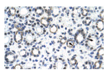  GSC2 (T-24): sc-133639. Immunoperoxidase staining of formalin-fixed, paraffin-embedded human kidney tissue showing nuclear localization.