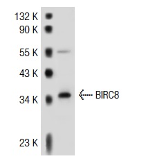  BIRC8 (C-16): sc-130107. Western blot analysis of BIRC8 expression in MOLT-4 whole cell lysate.