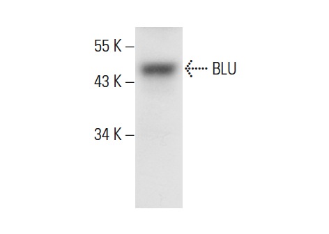  BLU (G-10): sc-398350. Western blot analysis of BLU expression in human testis tissue extract.