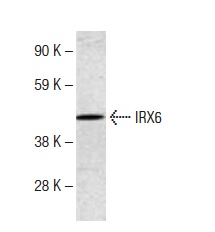  IRX6 (F-25): sc-133695. Western blot analysis of IRX6 expression in NIH/3T3 whole cell lysate.