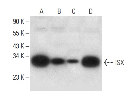  ISX (E-2): sc-398934. Western blot analysis of ISX expression in RKO (A), COLO 320DM (B) and SW480 (D) whole cell lysates and HeLa nuclear extract (C).