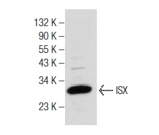  ISX (G-17): sc-86152. Western blot analysis of ISX expression in human colon tissue extract.