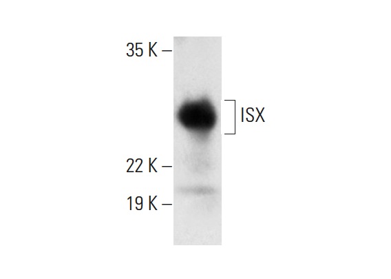  ISX (H-61): sc-366082. Western blot analysis of ISX expression in human colon tissue extract.