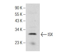  ISX (S-12): sc-86153. Western blot analysis of ISX expression in human colon tissue extract.