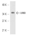  LHX8 (S-12): sc-22216. Western blot analysis of LHX8 expression in Rat2 whole cell lysate.