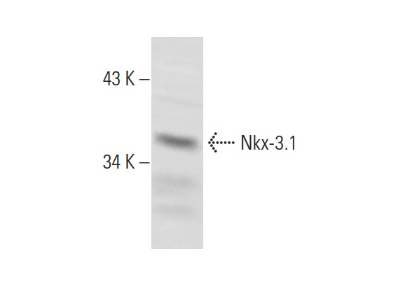  Nkx-3.1 (M-96): sc-25406. Western blot analysis of Nkx-3.1 expression in AT-3 whole cell lysate.