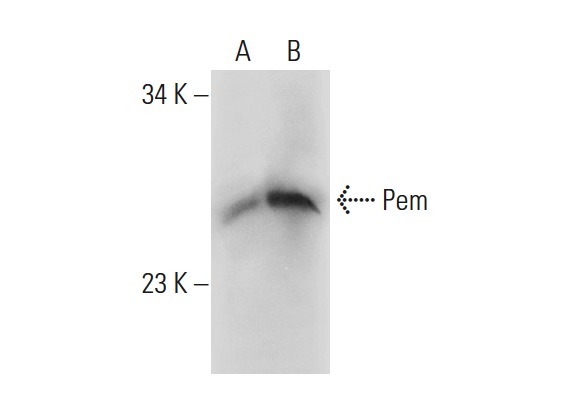  Pem (M-15): sc-21650. Western blot analysis of Pem expression in I-11.15 (A) and C3H/10T1/2 (B) whole cell lysates.