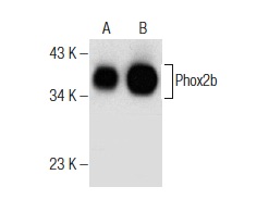  Phox2b (C-3): sc-376993. Western blot analysis of Phox2b expression in SK-N-SH (A) and IMR-32 (B) whole cell lysates.