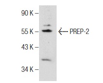  PREP-2 (T-20): sc-55892. Western blot analysis of PREP-2 expression in DU 145 nuclear extract.