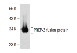  PREP-2 (T-20): sc-55892. Western blot analysis of human recombinant PREP-2 fusion protein.